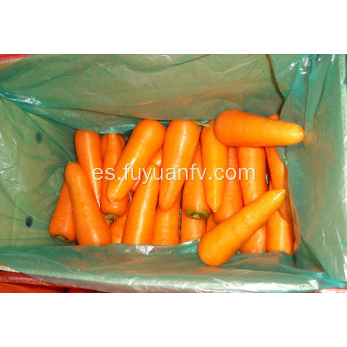 Verduras frescas de zanahoria para la venta